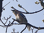 Szajkó - Garrulus glandarius