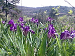 a pompázatos iriszek