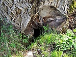 A forrás