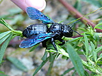 "Travel Bug" alias Bogár