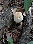 Mérges(en álló szájú) gomba