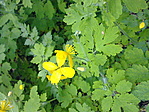 Sok a Chelidonium majus(vérehulló fecskefű)