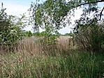 mocsár