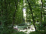 Az erdő belülről 2