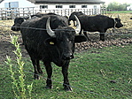 főbivaly