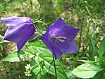 Baracklevelű harangvirág (Campanula persicifolia)
