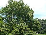 hatalmas platán