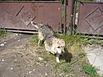 Bolhás