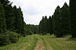 Deseda arborétum