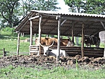 Tehenek