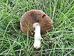 nagyspórás csiperke
