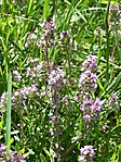 Kerti kakukkfű (Thymus vulgaris)