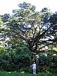 Libanoni cédrus - 1