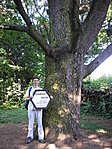Libanoni cédrus - 2