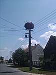 Gólyák