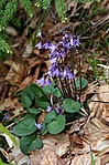 Alpesi harangrojt
