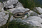 modrasz=vipera