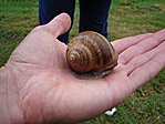 mamutcsiga - 2 kilo