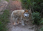 Toronyőr