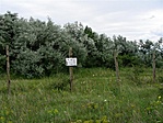 2.pon