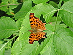 C-betűs lepke (Polygonia c-album)