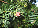 Tiszafa termése (Taxus baccata)