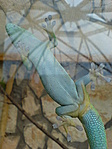 Gekkó