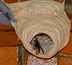 Ezek ellen már fegyverkezni kell ...