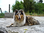 Kutyus a kilátó helyén
