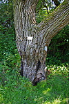 A forrás