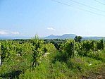 Szőlő