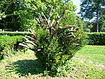 Nyírt bokor