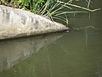 Túlélő