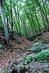 köztes