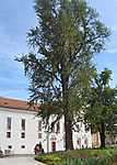 Páfrányfenyő