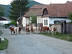 A gulya