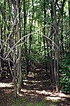 Erdő