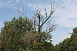 Erdő