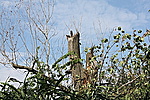 Erdő