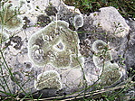 Zuzmók