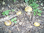 Galambgomba
