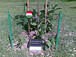 az 5. közelében