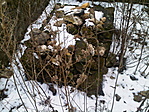 oltár(i)