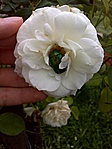 rózsabogár