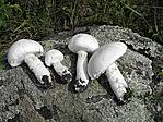 "melléklelet"