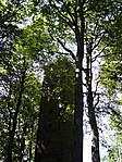 Kilátó