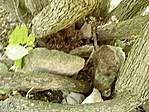 a kövek