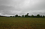 Antenna-erdő