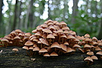 Gombák (az) erdőben