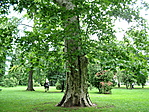 a park
